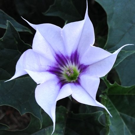 magnifique fleur de Datura tatula
